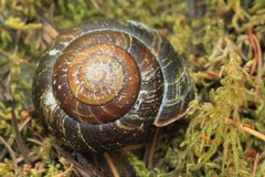 Monadenia subcarinata