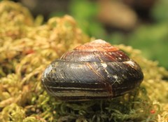 Monadenia subcarinata