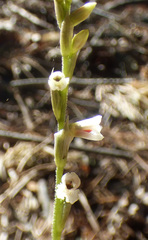 Schiedeella arizonica