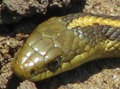 Thamnophis atratus