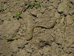 Thamnophis atratus