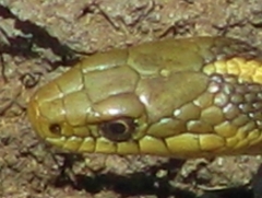 Thamnophis atratus