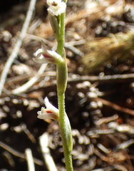 Schiedeella arizonica