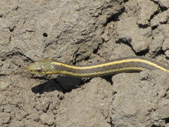 Thamnophis atratus