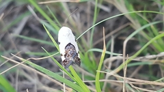 Tarache tetragona