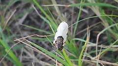 Tarache tetragona