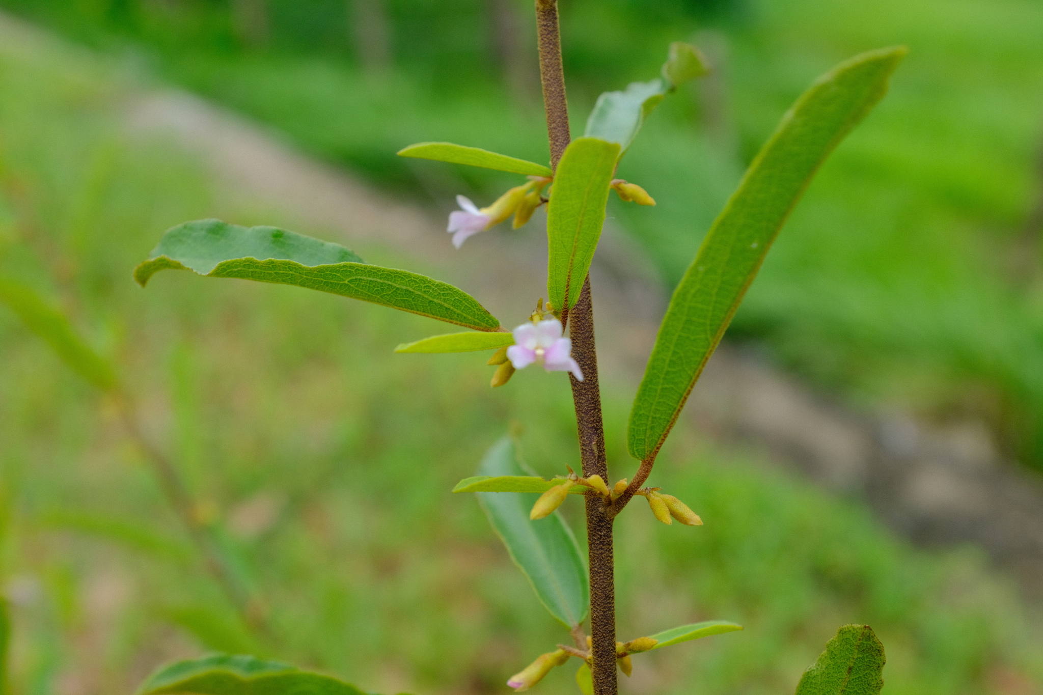 Tổ kén đực (Helicteres angustifolia)