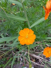 Cosmos sulphureus