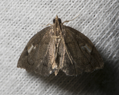 Perispasta caeculalis