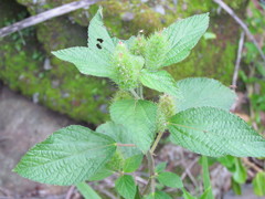 Acalypha alopecuroidea
