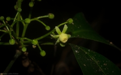 Anthocarapa nitidula