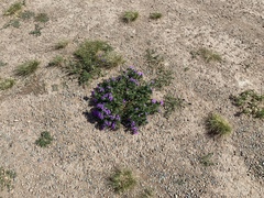 Glandularia latilobata
