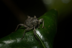 Onidistus araneus