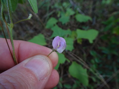 Strophostyles leiosperma