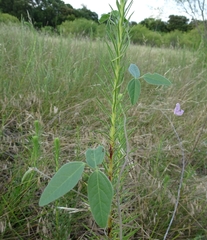 Strophostyles leiosperma