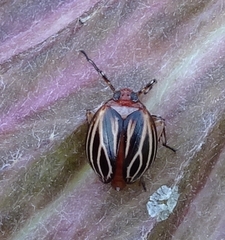 Phylloscelis atra