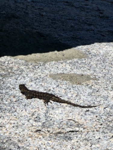 iNaturalist observation photo of Western Fence Lizard