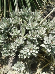 Kalanchoe tomentosa
