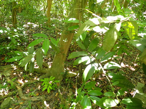 Diospyros blancoi