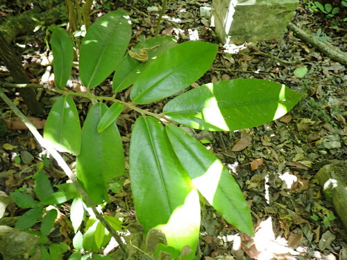 Diospyros blancoi