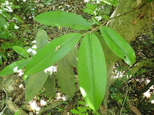 Diospyros blancoi