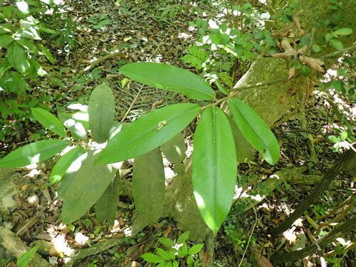Diospyros blancoi