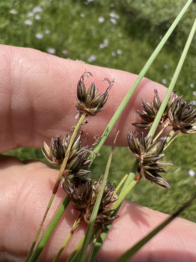Straightleaf rush (Juncus orthophyllus)