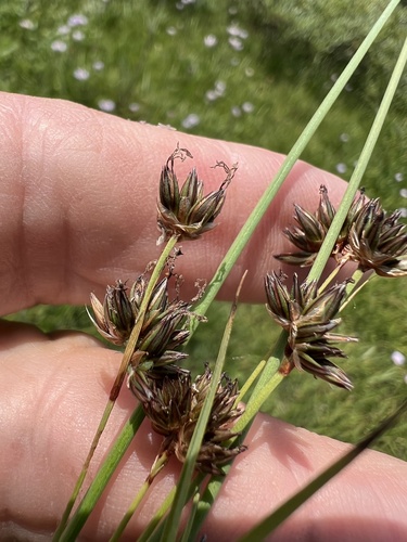 Image of Juncus orthophyllus by (c) Steve Matson, some rights reserved (CC BY)