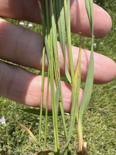 Image of Juncus orthophyllus by (c) Steve Matson, some rights reserved (CC BY)