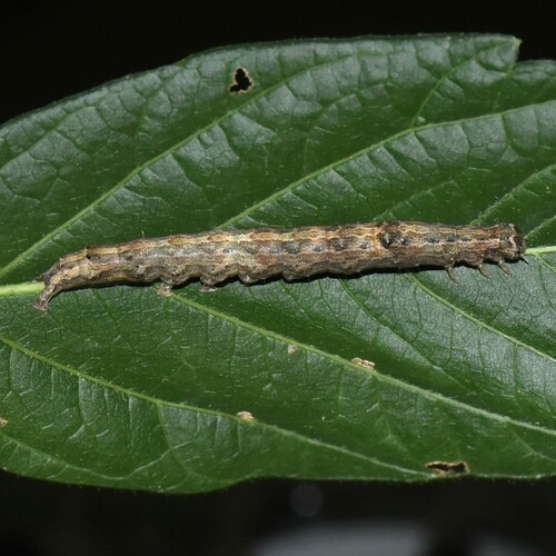 Maple Zale Moth