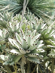 Kalanchoe tomentosa