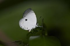 Neopithecops zalmora