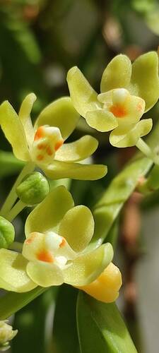 Thrixspermum pensile