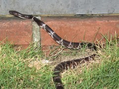 Lycodon futsingensis