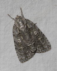 Acronicta modica