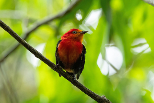 Crimson-hooded Manakin