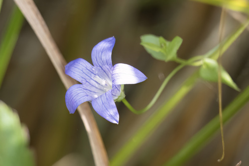 Marsh Harebell (Eastwoodiella californica)