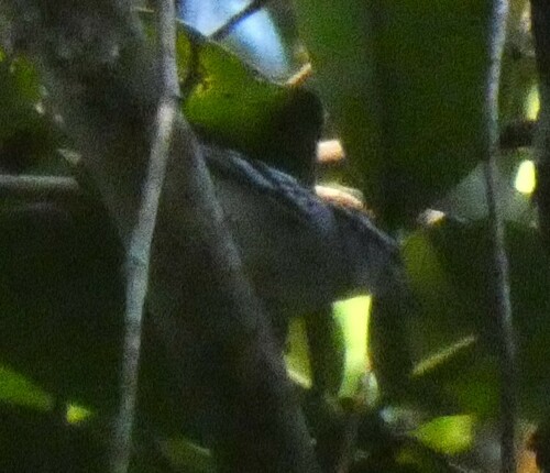Spot-backed Antwren (Herpsilochmus dorsimaculatus)