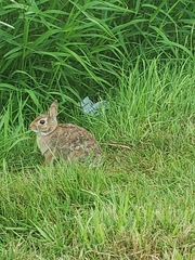 Sylvilagus floridanus