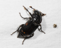 Nicrophorus pustulatus