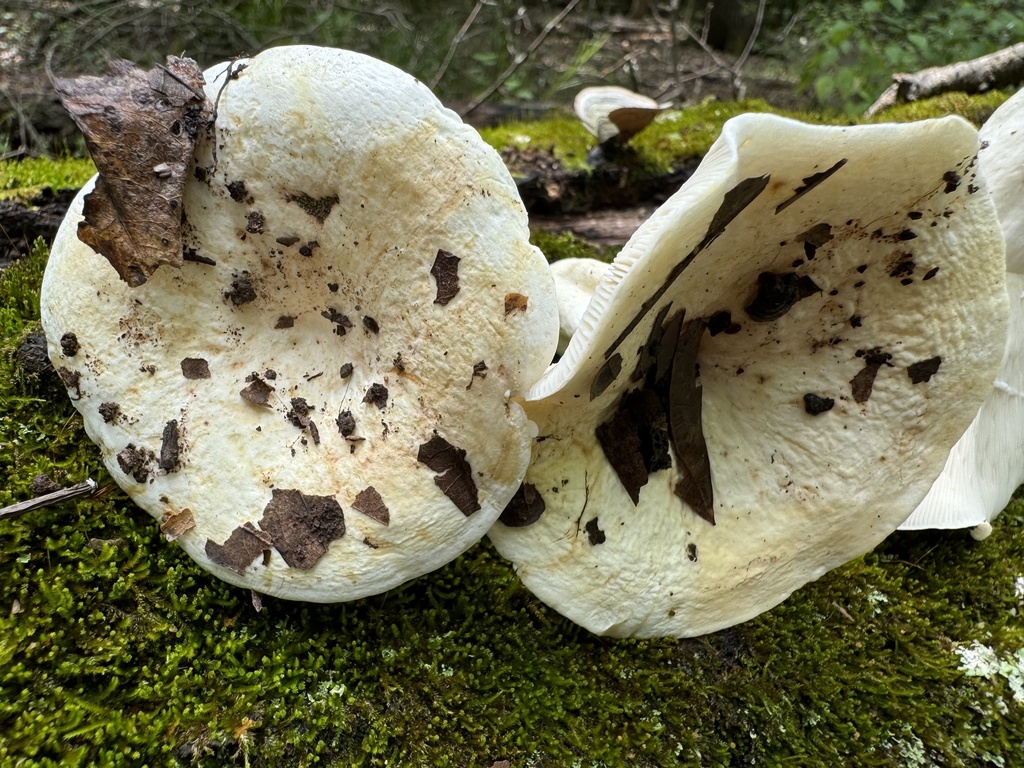 Lactifluus sp. 'glaucescens-MO01'