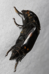 Nicrophorus pustulatus