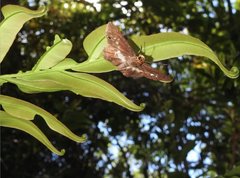 Gerosis phisara
