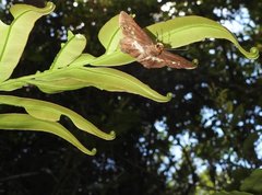 Gerosis phisara