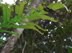 Gerosis phisara