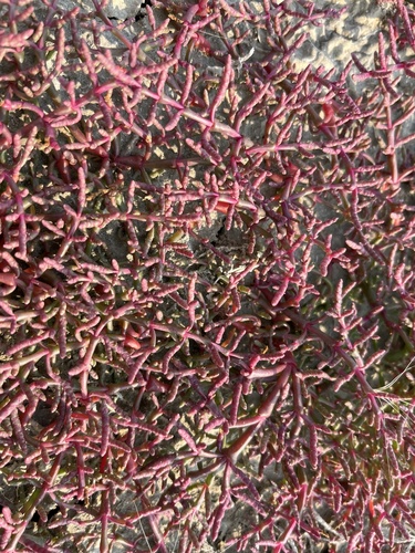 red glasswort