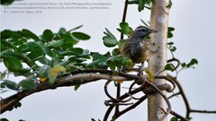 Pheugopedius maculipectus