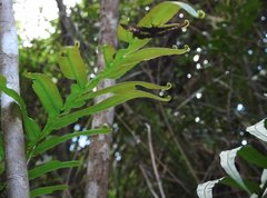 Gerosis phisara