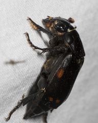 Nicrophorus pustulatus