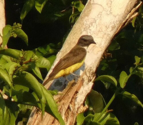 Sulphury Flycatcher (Tyrannopsis sulphurea), photo 8